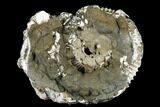 Pyrite Encrusted Ammonite Fossil - Russia #181222-1